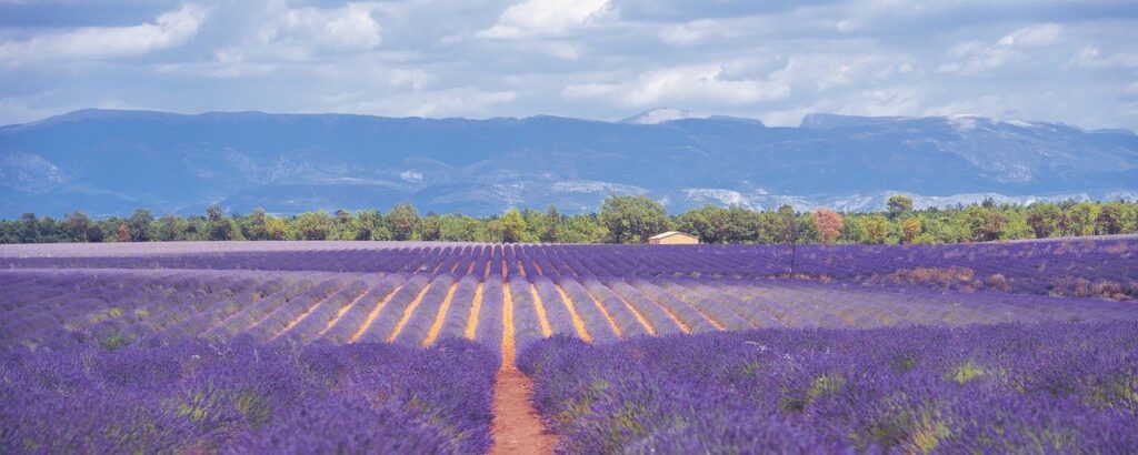 lavender fields, lavender, landscape-7346198.jpg